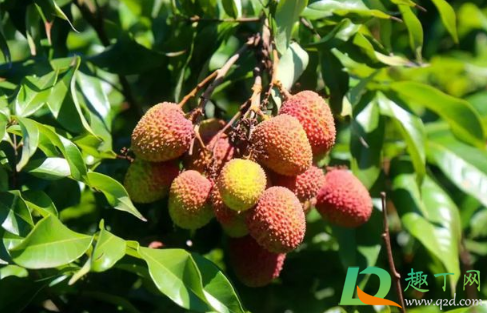 荔枝树枯死怎么回事(荔枝树突然枯叶)