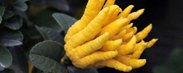 佛手柑精油怎么用效果好？(佛手柑精油的功效与作用吃法)