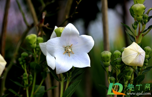 桔梗的功效与作用是什么呢(桔梗的功效与作用有哪些?)