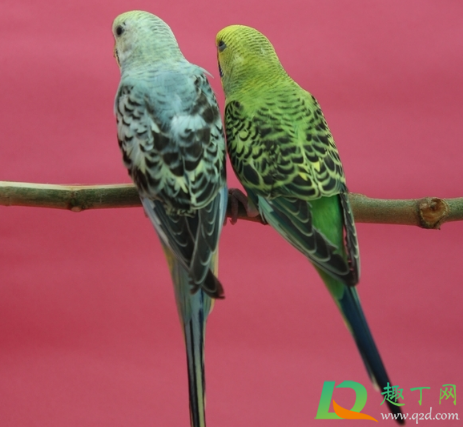 虎皮鹦鹉会说话吗(牡丹鹦鹉会说话吗) 虎皮鹦鹉会说话吗(牡丹鹦鹉会说话吗)