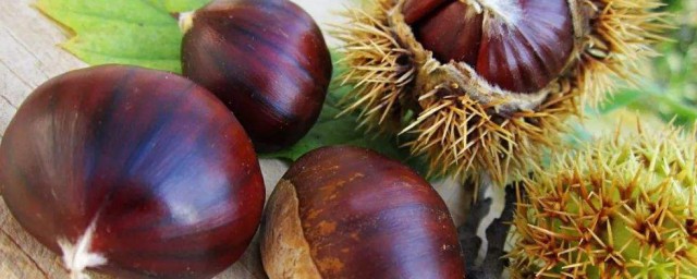 板栗的功效(板栗的功效与副作用)