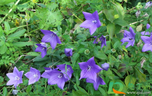 桔梗一次最多能用多少克(桔梗每次用量是多少) 桔梗一次最多能用多少克(桔梗每次用量是多少)