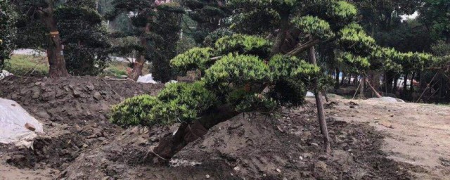 罗汉松适合砂质壤土生长(罗汉松喜欢酸性土壤吗)