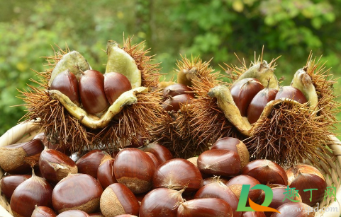 板栗风干了怎么保存(板栗可以烘干保存吗)