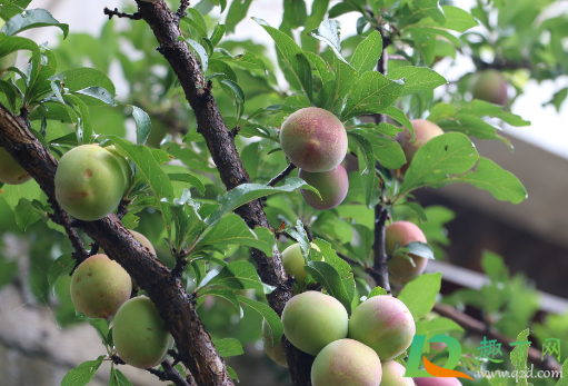 2020种植什么水果稳定赚钱(栽什么水果树将来最赚钱)