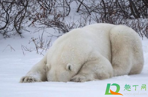 饥饿的北极熊打劫垃圾车是真的吗(北极熊找垃圾吃) 饥饿的北极熊打劫垃圾车是真的吗(北极熊找垃圾吃)