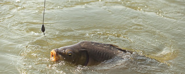自制饵料有哪些(最好的自制饵料配方大全)