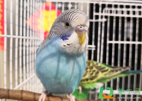 虎皮鹦鹉会说话吗(牡丹鹦鹉会说话吗) 虎皮鹦鹉会说话吗(牡丹鹦鹉会说话吗)