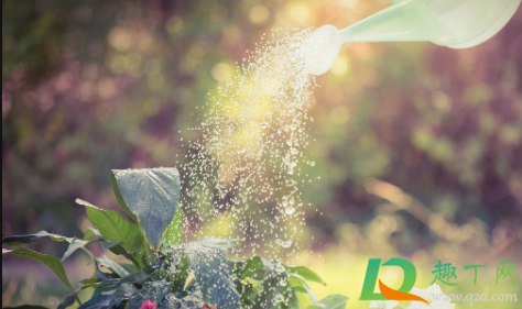 营养液喷叶和浇土哪个好(花的营养液喷叶还是浇水)