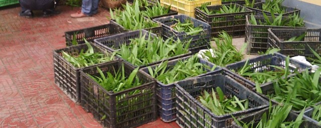 种植技术方法是什么(科学种植方法)