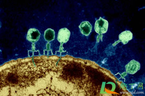 噬菌体是病毒吗(T4噬菌体是病毒吗)