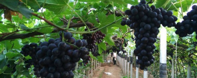 中国种植葡萄始于哪个朝代(中国最早种植葡萄始于哪个朝代)