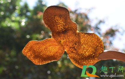 陈皮表面发白是发霉吗(陈皮表面有一层白霜是发霉吗)