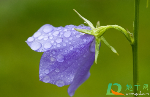 桔梗的功效与作用是什么呢(桔梗的功效与作用有哪些?)