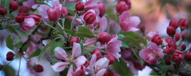 描写春天的成语(描写春天的成语有哪些)