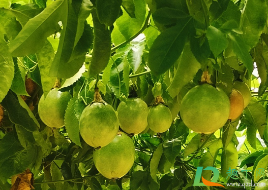 百香果耐寒吗(百香果有耐寒品种吗) 百香果耐寒吗(百香果有耐寒品种吗)