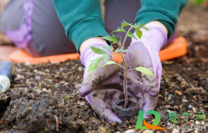 中药渣做花肥怎样自制(中药渣能否做养花肥料)