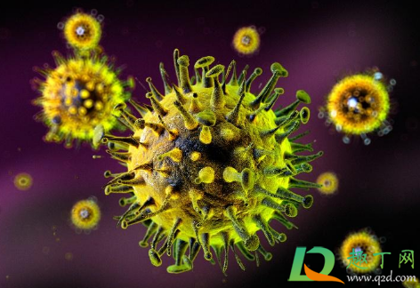 噬菌体是病毒吗(T4噬菌体是病毒吗)