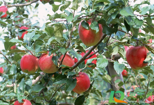 2020种植什么水果稳定赚钱(栽什么水果树将来最赚钱)