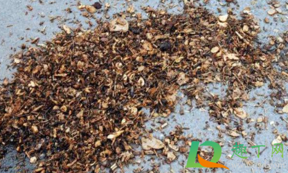 中药渣还能吃吗(中药渣要喝完吗) 中药渣还能吃吗(中药渣要喝完吗)