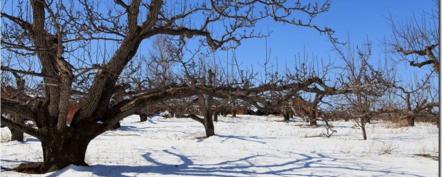哪些果树适宜在东北种植(东北适合种植什么水果树)