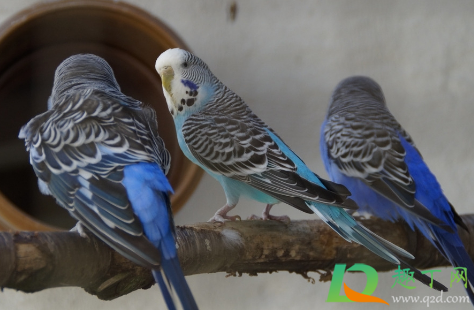 虎皮鹦鹉会说话吗(牡丹鹦鹉会说话吗)