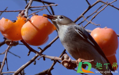 柿子为什么吃了麻口(柿子为什么会麻口)