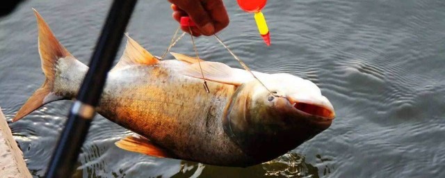 钓鱼是户外运动吗(钓鱼是休闲运动吗)