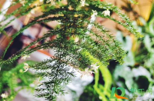 修剪的文竹可以插活吗(文竹剪断了,能插活吗)