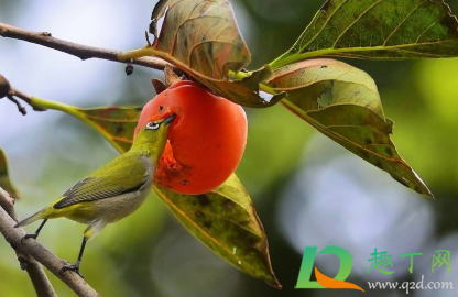 柿子为什么吃了麻口(柿子为什么会麻口)