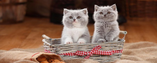 猫咪常见的泪痕原因有哪些(猫咪泪痕是什么原因引起的)