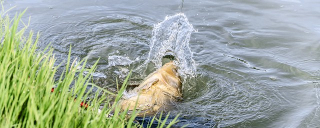 荤饵好不好用(荤饵和素饵的区别)