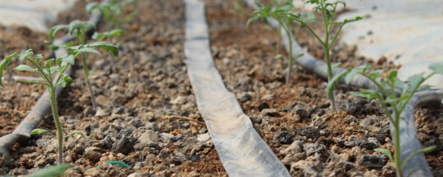 沙培种植法简介(栽培沙怎么用)
