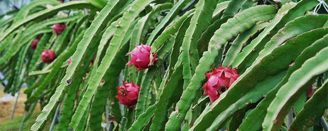 怎么种火龙果能长得好(火龙果怎么种的火龙果)