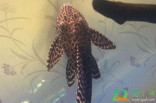 清道夫鱼为什么不能吃(清道夫鱼为什么不能吃图片大全) 清道夫鱼为什么不能吃(清道夫鱼为什么不能吃图片大全)