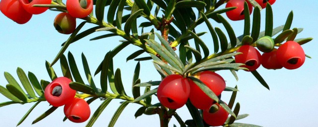 红豆杉生长在抗寒的地方(红豆杉生长在什么环境下)