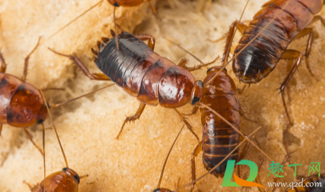  蟑螂为什么不能用脚踩