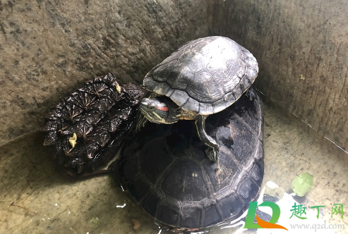 巴西龟怎么养(巴西龟怎么养最好) 巴西龟怎么养(巴西龟怎么养最好)