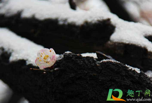 2021寡妇年要防倒春寒吗(2021寡妇年不宜做什么)