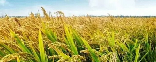 黄鳝如何提高产量(黄鳝产量多少)