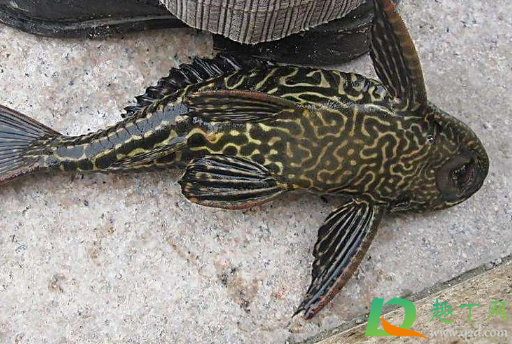 清道夫鱼为什么不能吃(清道夫鱼为什么不能吃图片大全) 清道夫鱼为什么不能吃(清道夫鱼为什么不能吃图片大全)