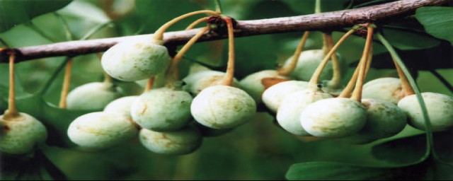 白果介绍(白果什么样的)