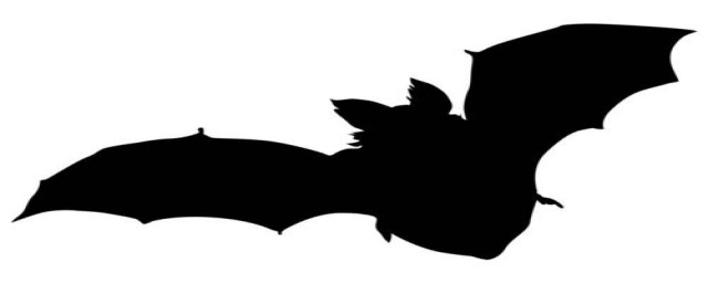 蝙蝠飞到家里的原因及解决方法(蝙蝠飞进家里面怎么办?)