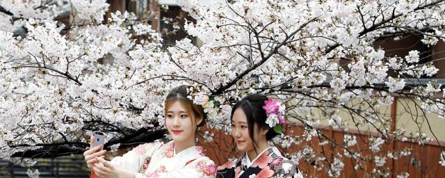 去日本哪里看樱花好(日本看樱花最好的地方)