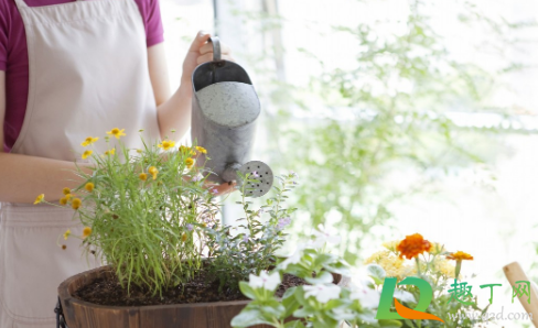 营养液喷叶和浇土哪个好(花的营养液喷叶还是浇水)