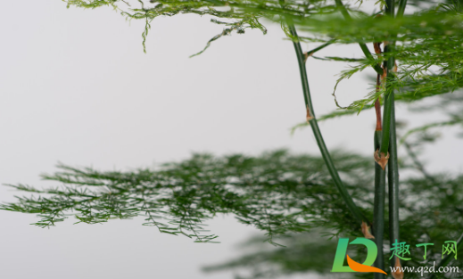 修剪的文竹可以插活吗(文竹剪断了,能插活吗)