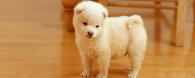 狗狗越叫越跑的原因详述(狗不识叫越叫越跑)