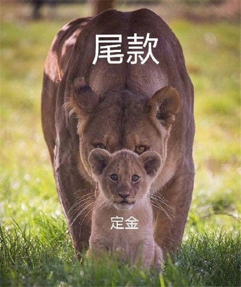 加油尾款人表情包(早安尾款人表情包)