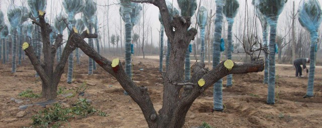 树苗移栽需要注意的三大点(树的移栽需要注意什么)