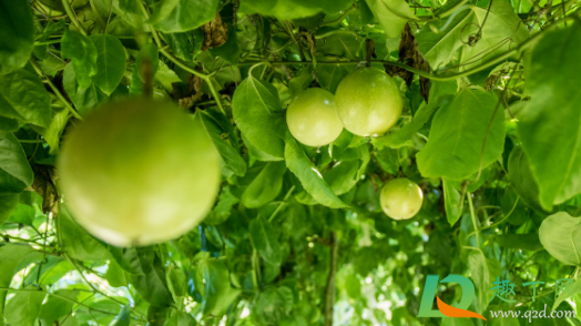 百香果耐寒吗(百香果有耐寒品种吗)